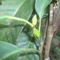 Anthoshorea hulanidda (Kosterm.) P.S.Ashton & J.Heck. Kosterm.